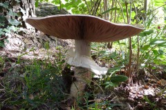 Riesen-Champignon