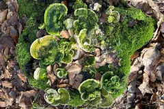 Buckel-Tramete mit massivem Algen- und Moos-Bewuchs