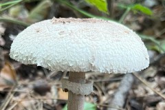 Macrolepiota procera