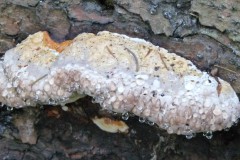 Fomitopsis pinicola (young)