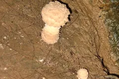 Pilz-in-Grotte